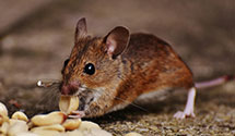 24 Hour & Emergency Exterminators in York, ME
